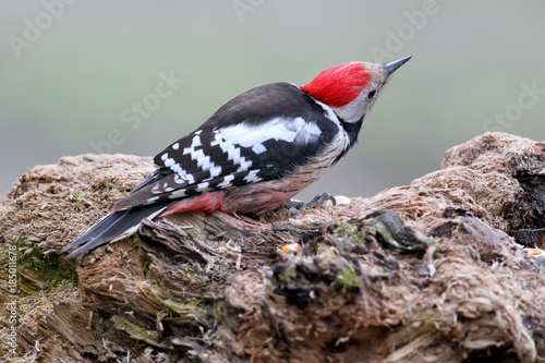 A middle spotted woodpecker sits on a forest feeder photo