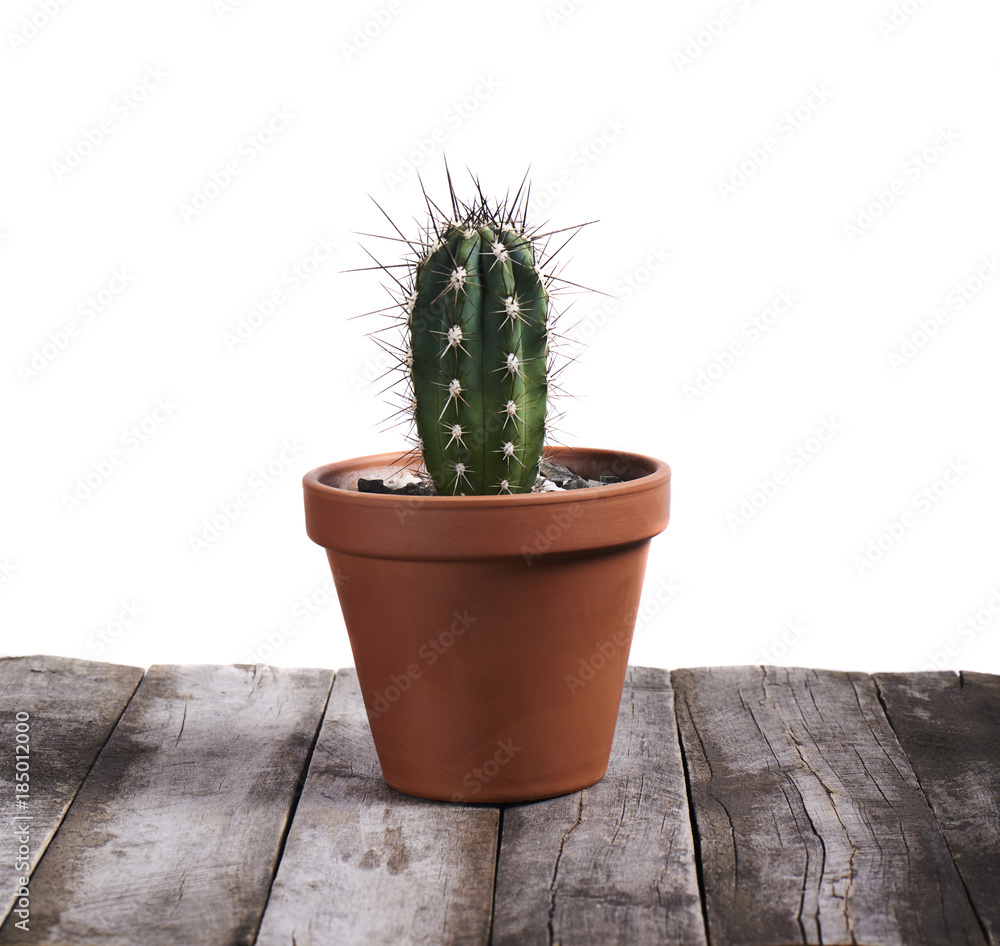 Succulent cactus in pot isolated on white background Succulent cactus in pot isolated on white background