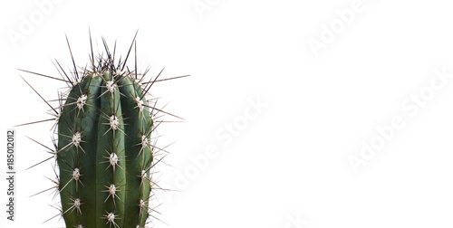Obraz na plátne Succulent cactus isolated on white background