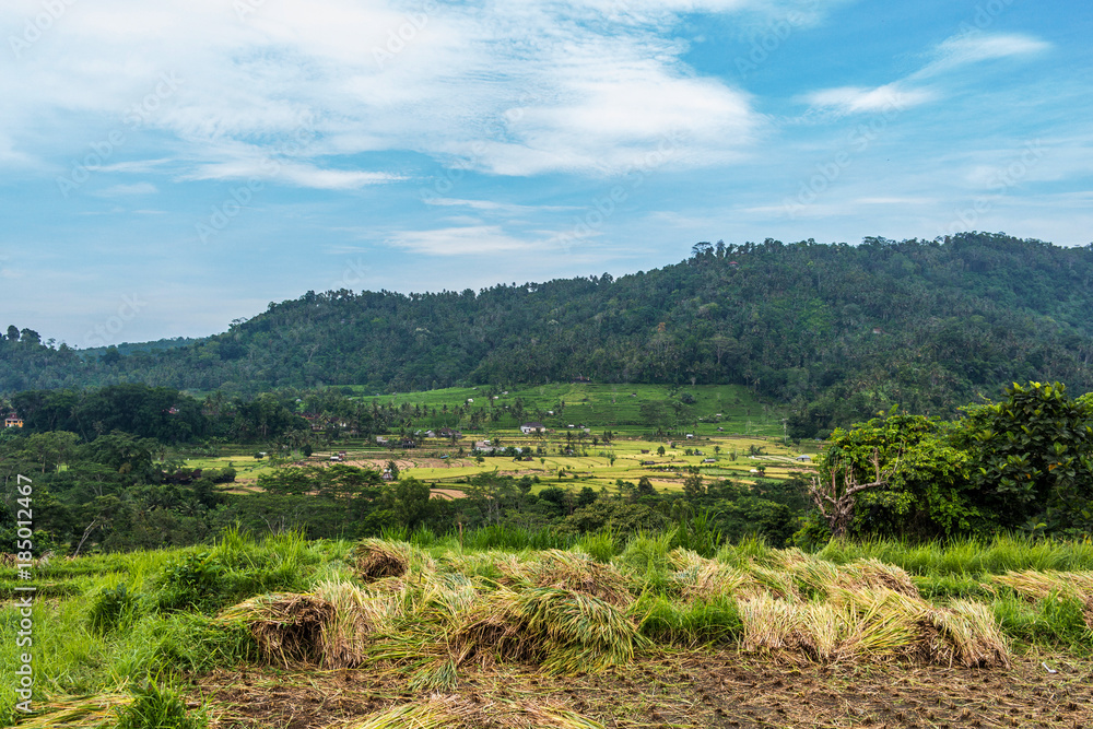 Rice terraces beautiful landscape in Bali, Indonesia Rice terraces beautiful landscape in Bali, Indonesia