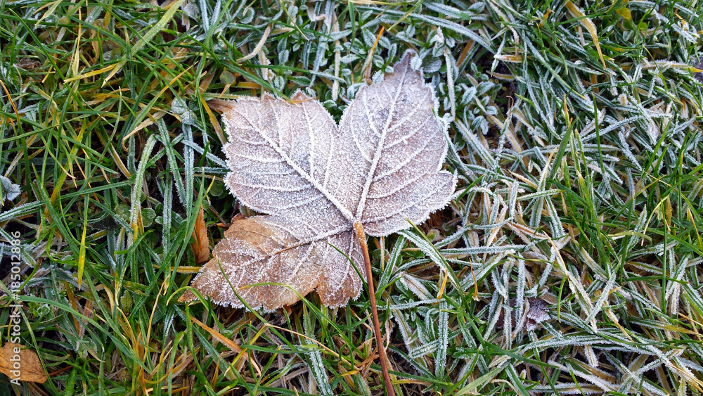 Frosted leaf on the frozen green grass Frosted leaf on the frozen green grass