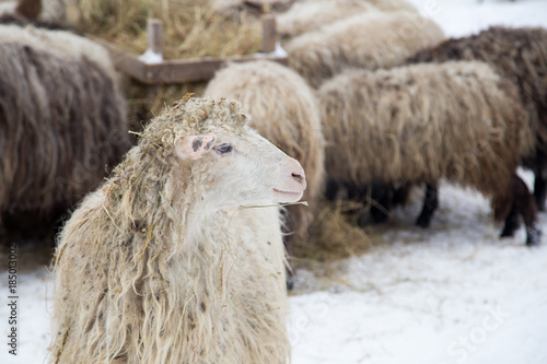 A herd of sheep on a farm on a winter day. In the background one sheep looks at the camera.