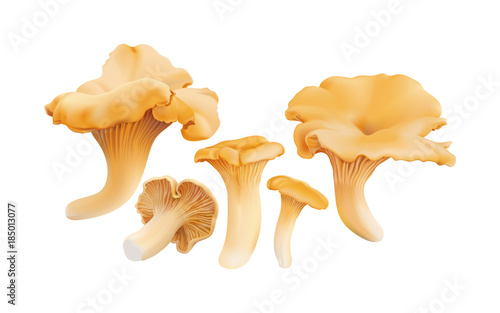 Chanterelle ( Cantharellus cibarius ) edible wild mushrooms. Realistic vector illustration on white background.
