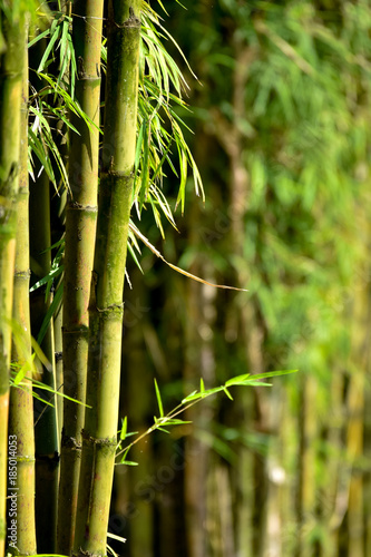 Fototapeta Naklejka Na Ścianę i Meble -  Green Bamboo Background