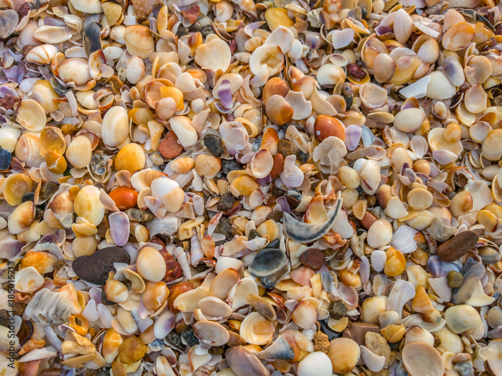 Sea shells at the Beach