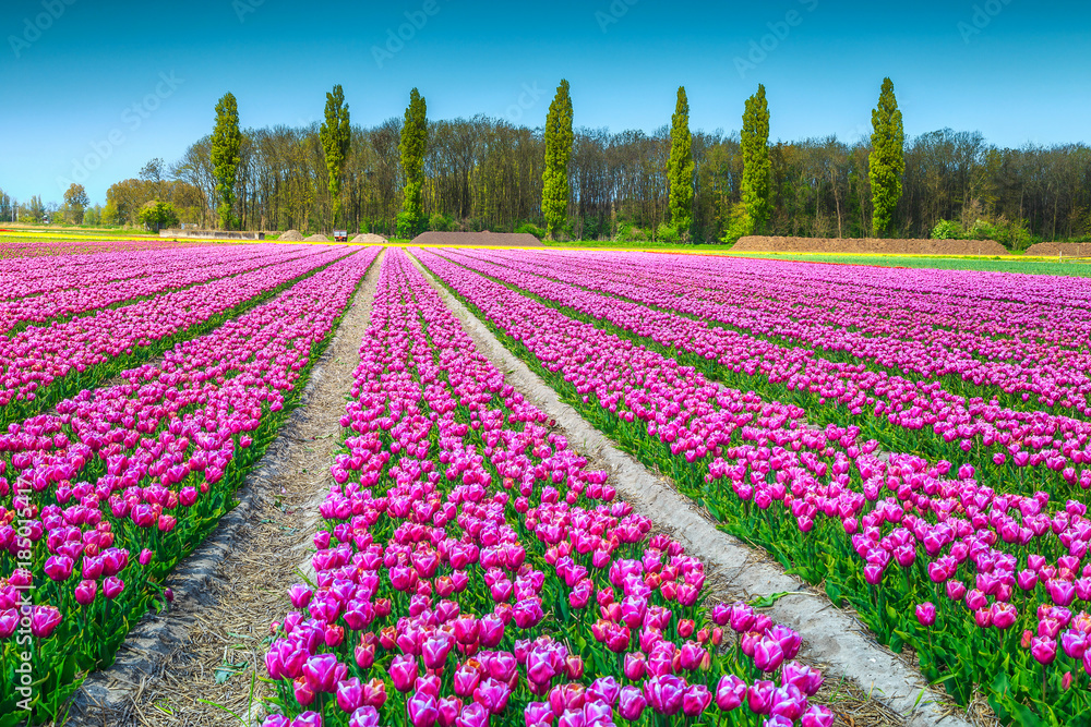 Fantastic spring landscape with pink tulip fields in Netherlands, Europe