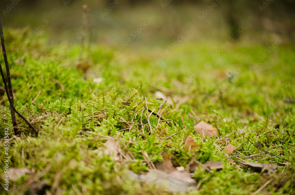 green in forest macro zoom green in forest macro zoom