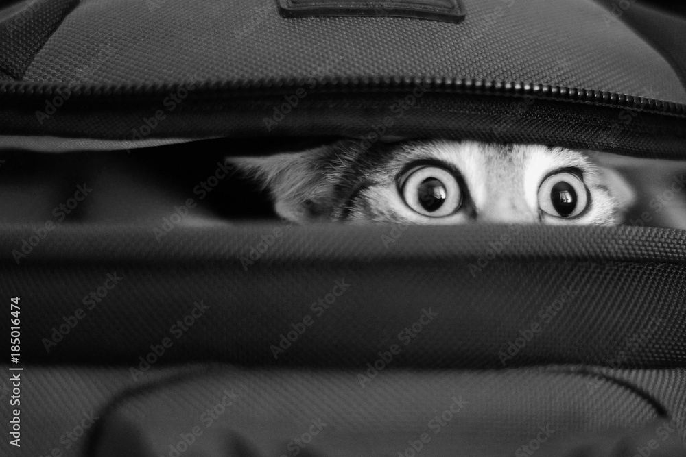 Ταπετσαρία adorable cat peeking out of bag. bw