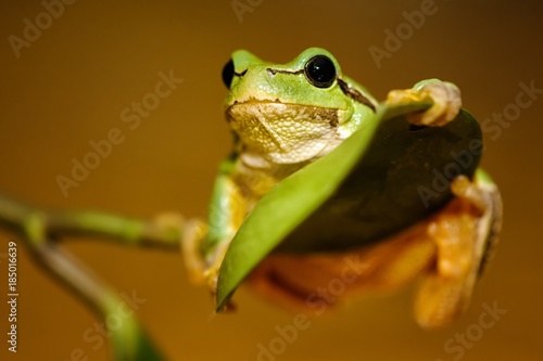European green tree frog (Hyla arborea formerly Rana arborea)