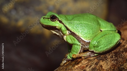 European green tree frog (Hyla arborea formerly Rana arborea) © Tatiana