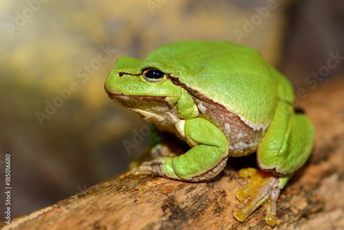 European green tree frog (Hyla arborea formerly Rana arborea)