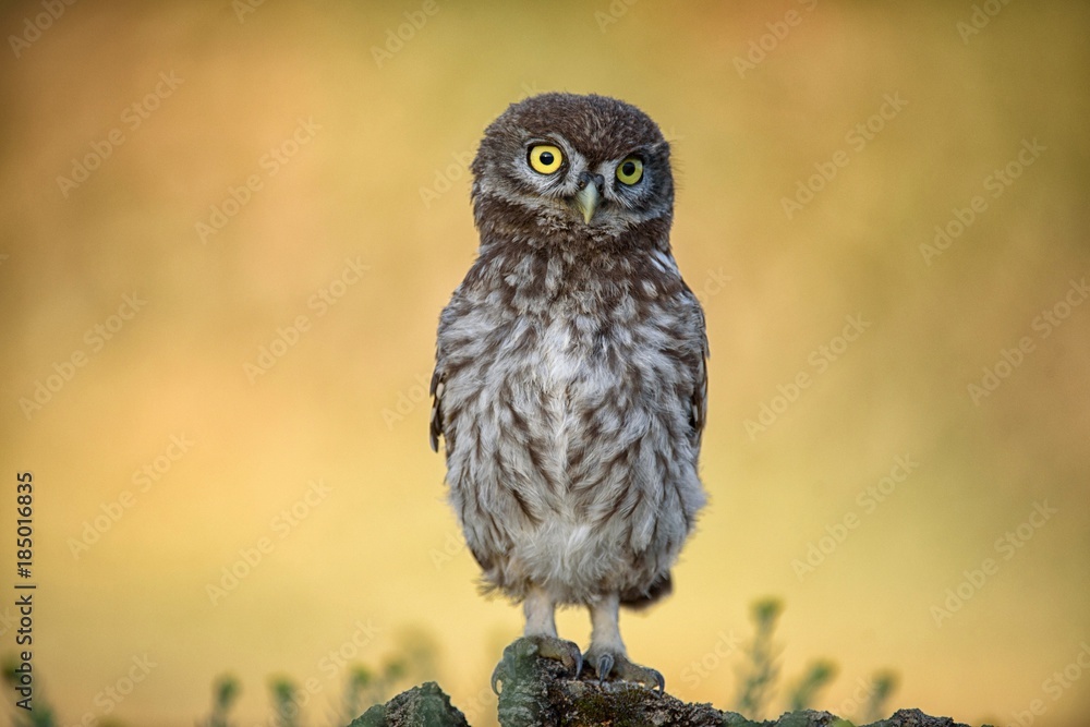 The little owl (Athene noctua) is on the stone on a beautiful background The little owl (Athene noctua) is on the stone on a beautiful background