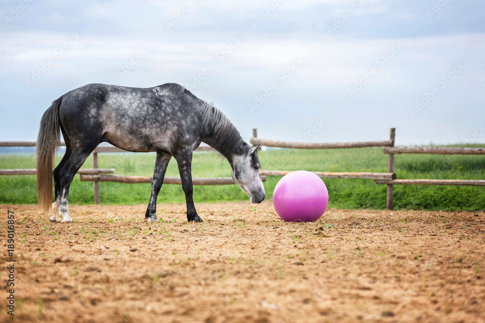 Fototapeta premium Horse playing with a big pink ball
