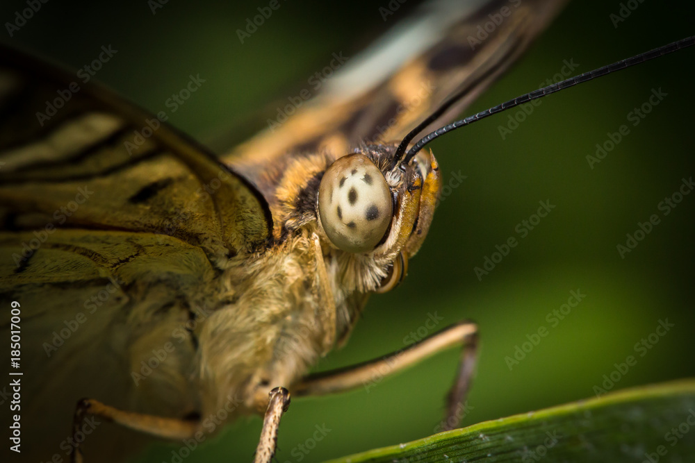 Butterfly macro extreme close up details