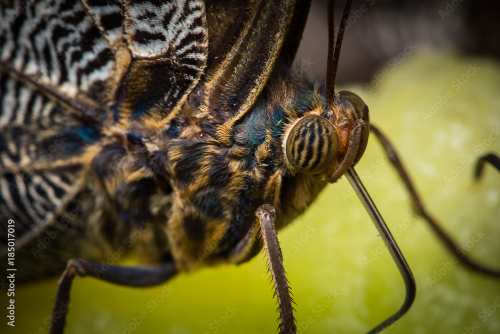 Butterfly macro extreme close up details