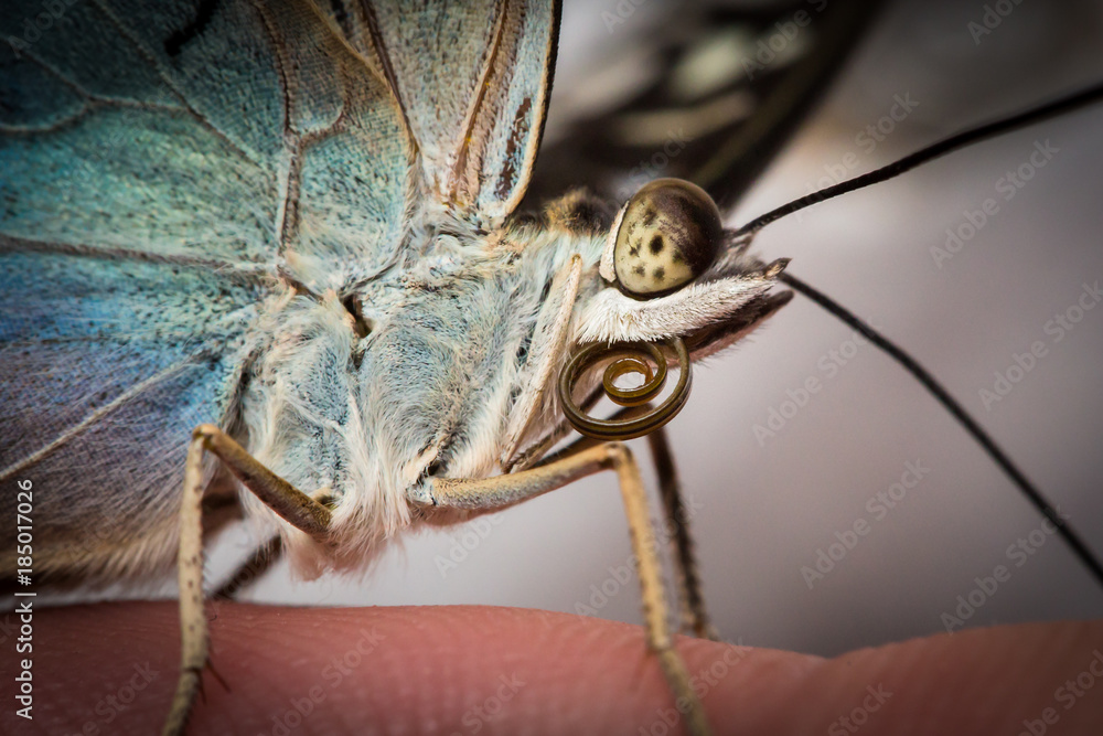 Extreme close up of a butterfly