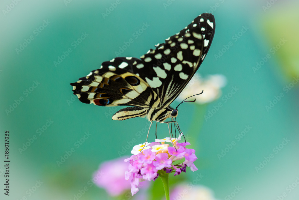 Butterfly close up detail
