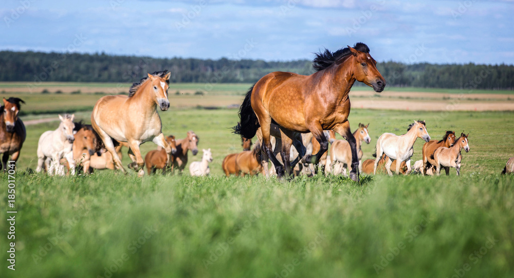 Herd of running horses on a summer meadow Herd of running horses on a summer meadow