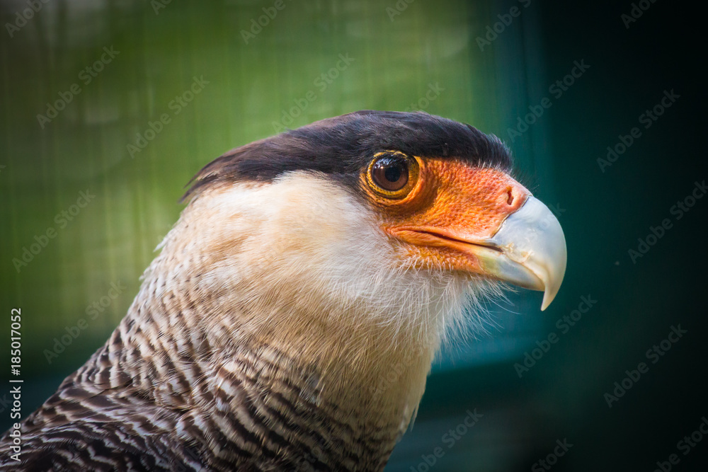 Southern crested caracara (Caracara plancus) head detail