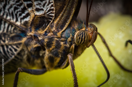 Obraz na płótnie Butterfly macro extreme close up details w salonie