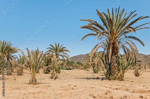 green palm trees in desert valley in Morocco