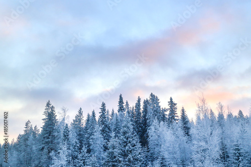 Fototapeta Naklejka Na Ścianę i Meble -  Winter forest and pastel sky