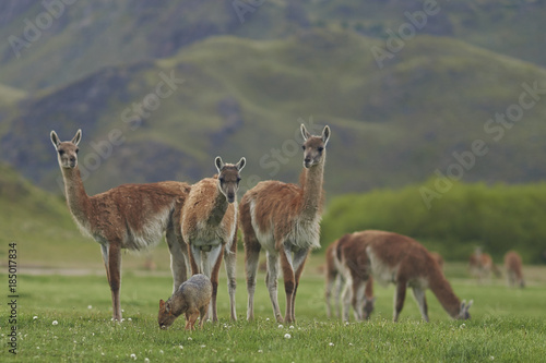 South American Grey Fox (Lycalopex griseus) searching for food amongst a group of Guanaco (Lama guanicoe) in Valle Chacabuco, northern Patagonia, Chile. photo