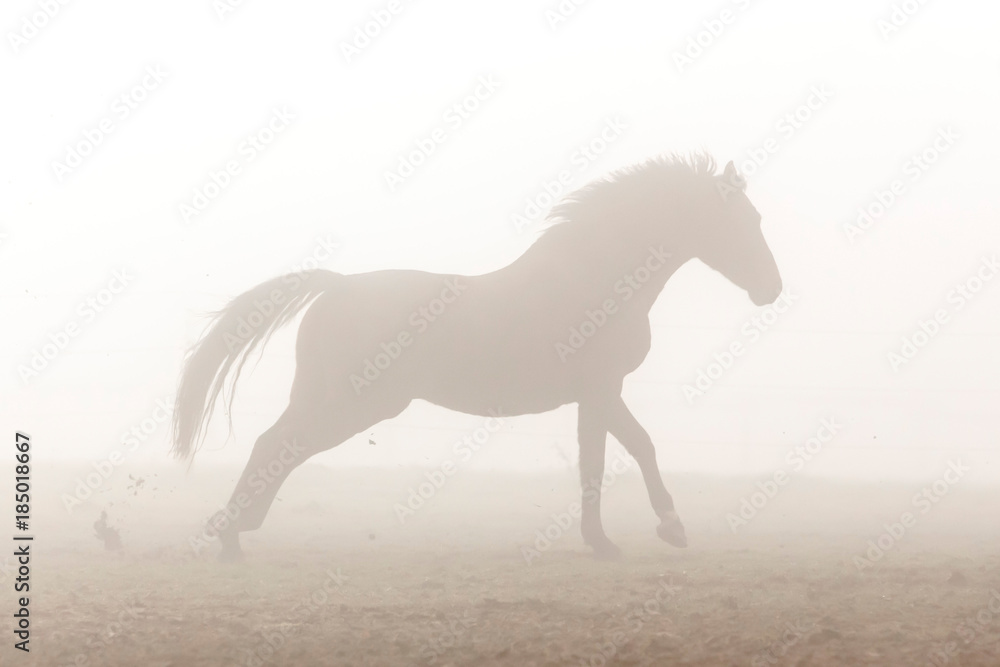 Obraz Mustang im Nebel
