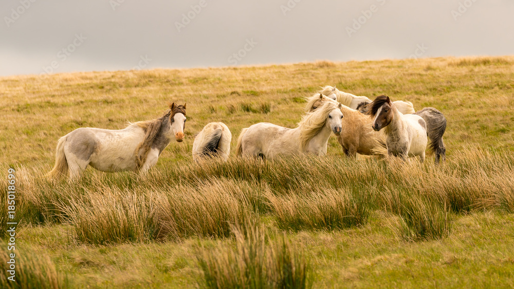 Obraz premium Wild horses on a grey and windy day near Foel Eryr, Clynderwen, Pembrokeshire, Dyfed, Wales, UK