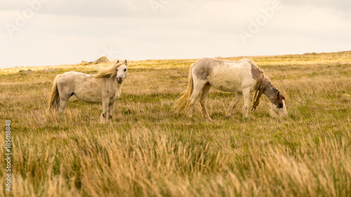 Wild horses on a grey and windy day near Foel Eryr  Clynderwen  Pembrokeshire  Dyfed  Wales  UK