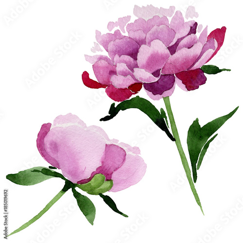 Wildflower pink peony flower in a watercolor style isolated. Full name of the plant: peony. Aquarelle wild flower for background, texture, wrapper pattern, frame or border.