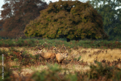 Two red deer roaring during the rutting season in autumn.