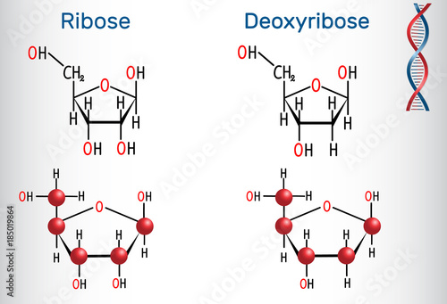 Ribose and deoxyribose molecules, they are monosaccharides and form part of the backbone of DNA and RNA photo