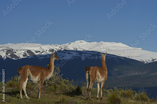 Group of Guanaco (Lama guanicoe) standing on a hillside in Valle Chacabuco, northern Patagonia, Chile.