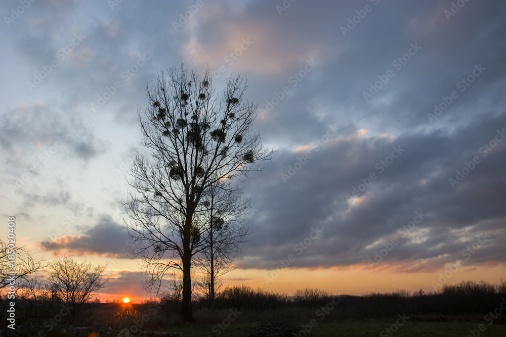 Obraz premium Tall tree and clouds at sunset