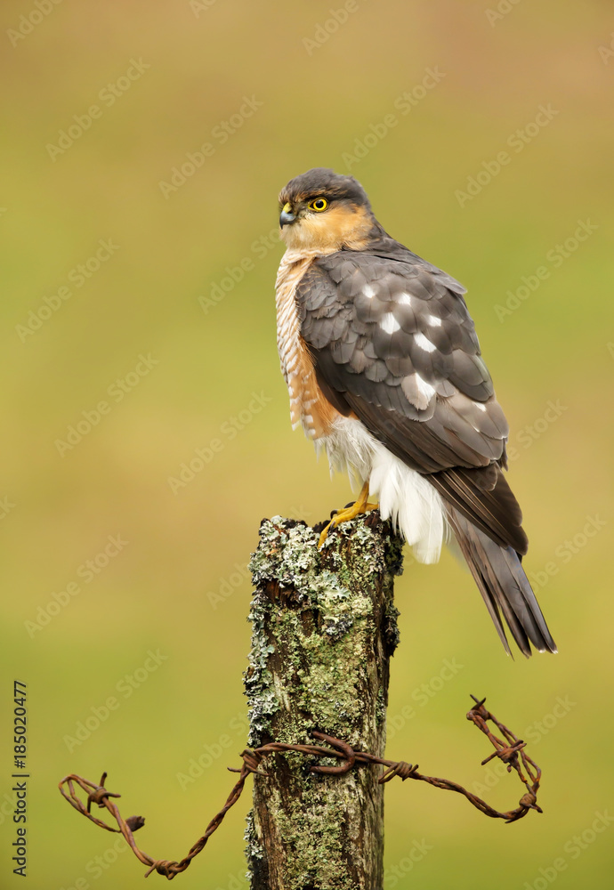 Adult male sparrowhawk Accipiter nisus sitting on an old post with a wire in the Scottish woods. Adult male sparrowhawk Accipiter nisus sitting on an old post with a wire in the Scottish woods.