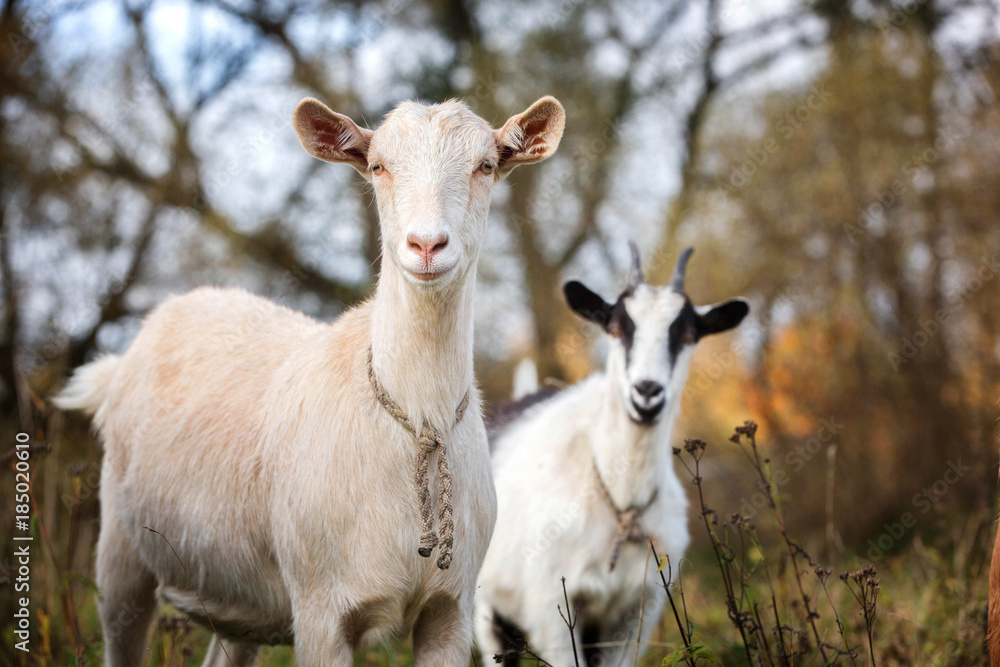 Two beautiful goats. Two beautiful goats.
