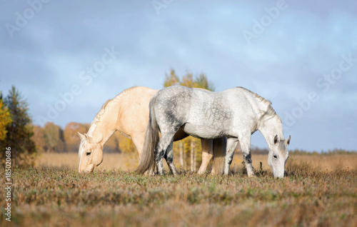 Two horses grazing grass on a pasture