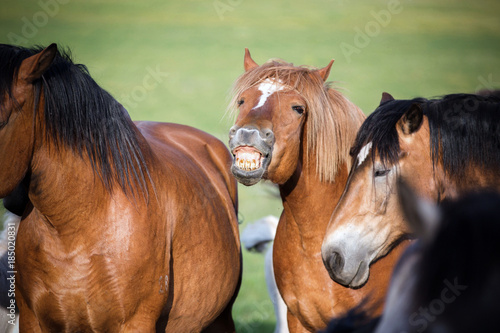 Herd of horses © Osetrik