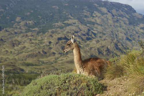 Guanaco  Lama guanicoe  on a hillside in Valle Chacabuco  northern Patagonia  Chile.