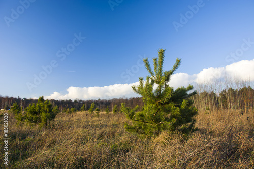 Green pine on a wild meadow