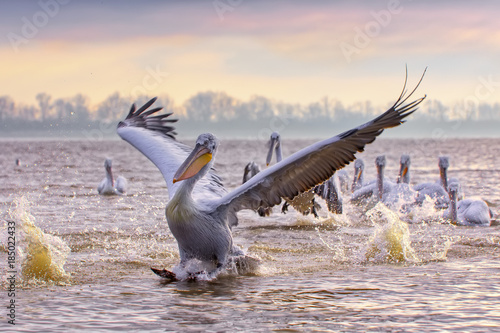 pelikans in Kerkini Lake in northern Greece photo