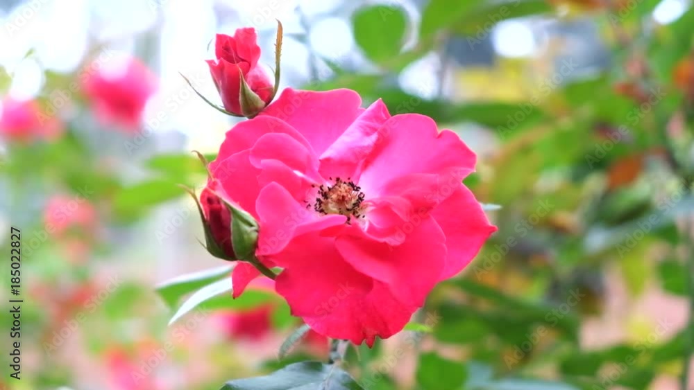 Red Rose in the garden, meaning of love and romance. Red Rose in the garden, meaning of love and romance.