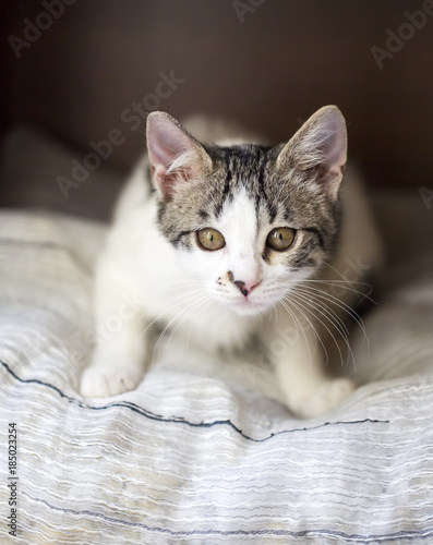 Yavru Kedi