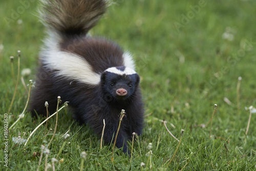 Humboldt's hog-nosed skunk (Conepatus humboldti) searching for food in Valle Chacabuco, Patagonia, Chile photo
