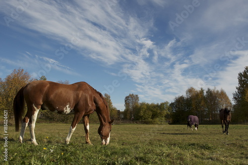 Red horse with long mane in flower field against sky © Tamara Sushko