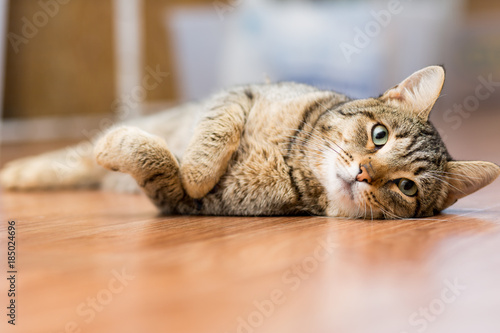 Gray adult mongrel cat lies on the floor stretching the front paws