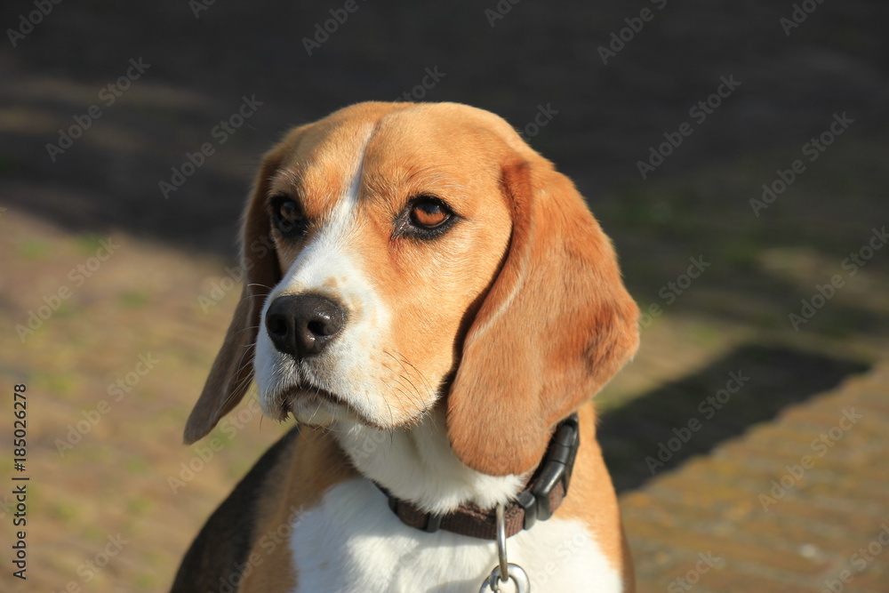 Young female beagle