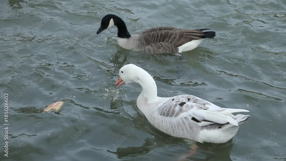 oiseau oiseau