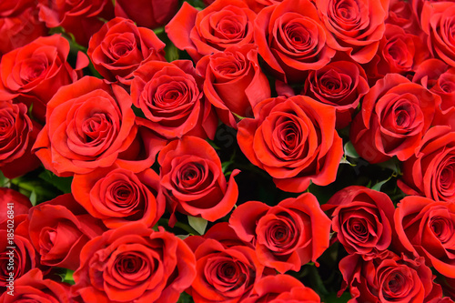 Background of many red roses. Scarlet luxury rose close. Noble holiday flowers for a gift. Romantic love symbol - the most beautiful flowers.  #185026841